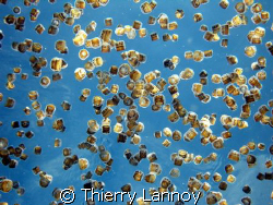 Dice Jellyfishes in Cozumel... by Thierry Lannoy 
